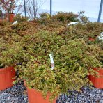 Javor dlaňolistý (Acer palmatum) ´LITTLE PRINCESS´ - výška 50-60 cm, ⌀ 80-90 cm, kont. C25L